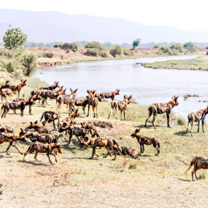 Wild dog river