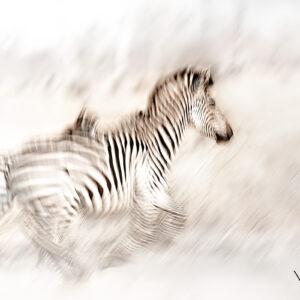 Zebra run