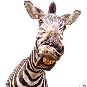 Zebra smile